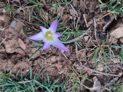 Romulea ligustica image