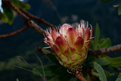 Protea caffra subsp. gazensis image
