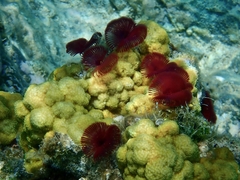 Sabellida