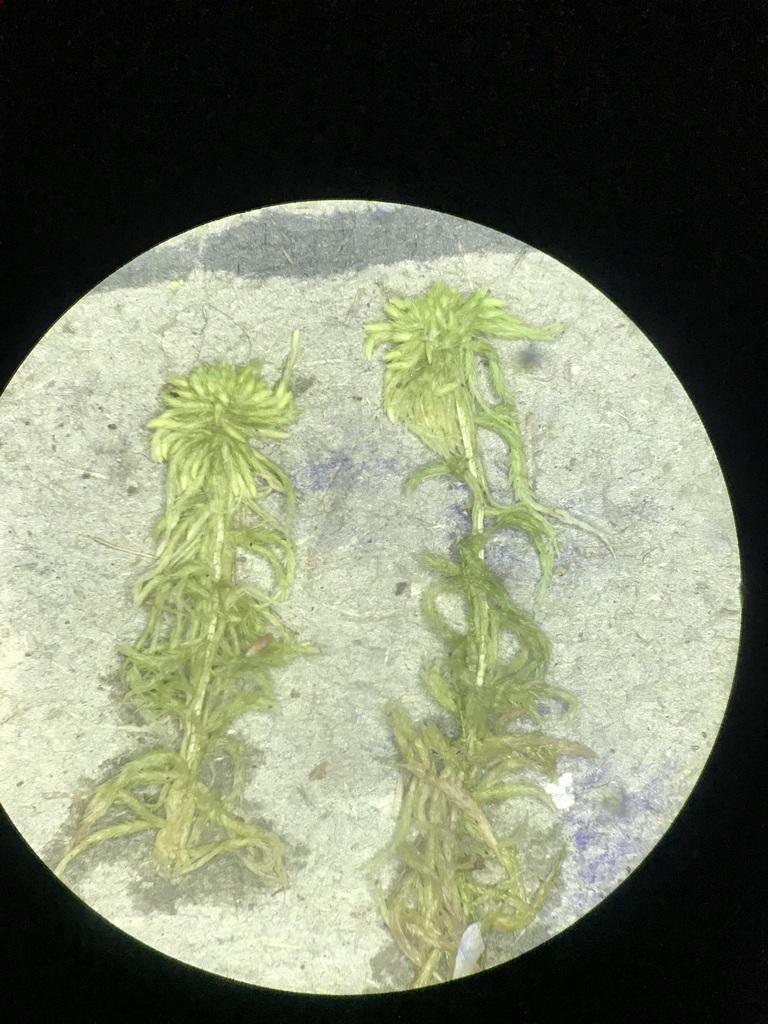 Fen Peatmoss from Carleton County, NB, Canada on June 23, 2022 by J