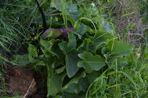 Image of Arum palaestinum by (c) Mitch Van Dyke, some rights reserved (CC BY)