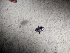 Thermonectus nigrofasciatus