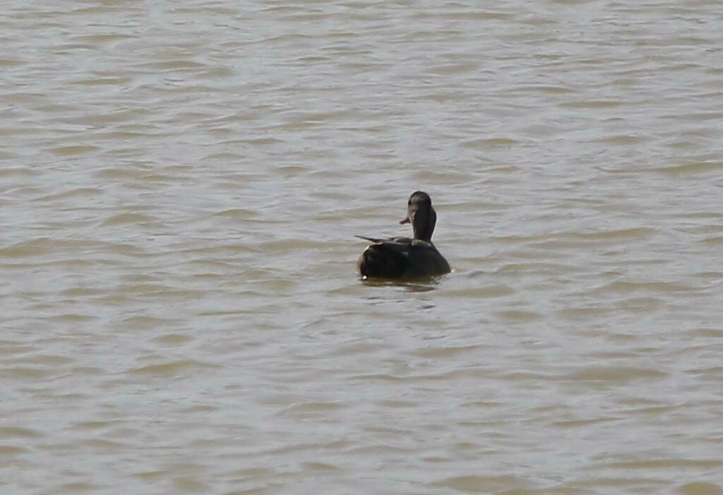 Gadwall from Ben Abdelmalek Ramdane, Algérie on May 20, 2022 at 09:17 ...