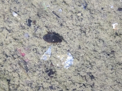 Tropisternus lateralis