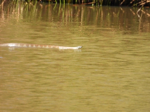 Tiger Snake sighting