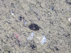 Tropisternus lateralis