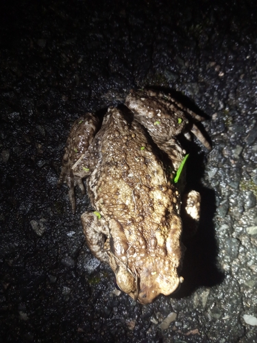 Bufo spinosus