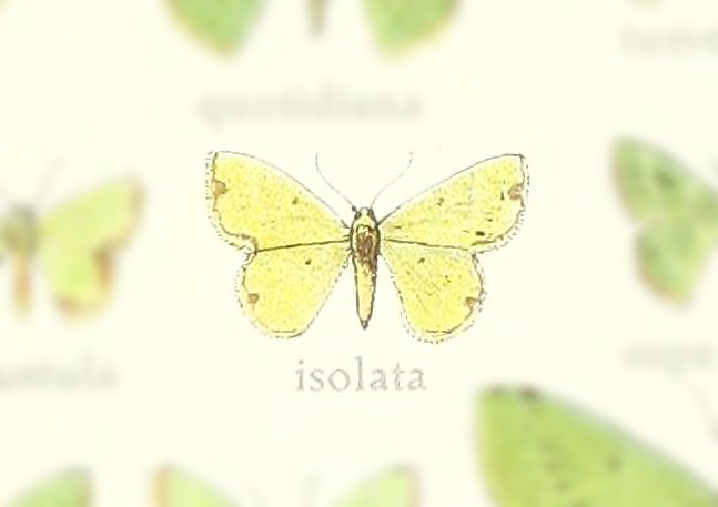 Synchlora isolata