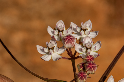 Asclepias cucullata subsp. scabrifolia image