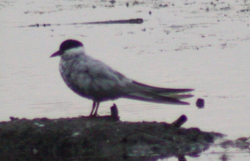 Chlidonias hybrida