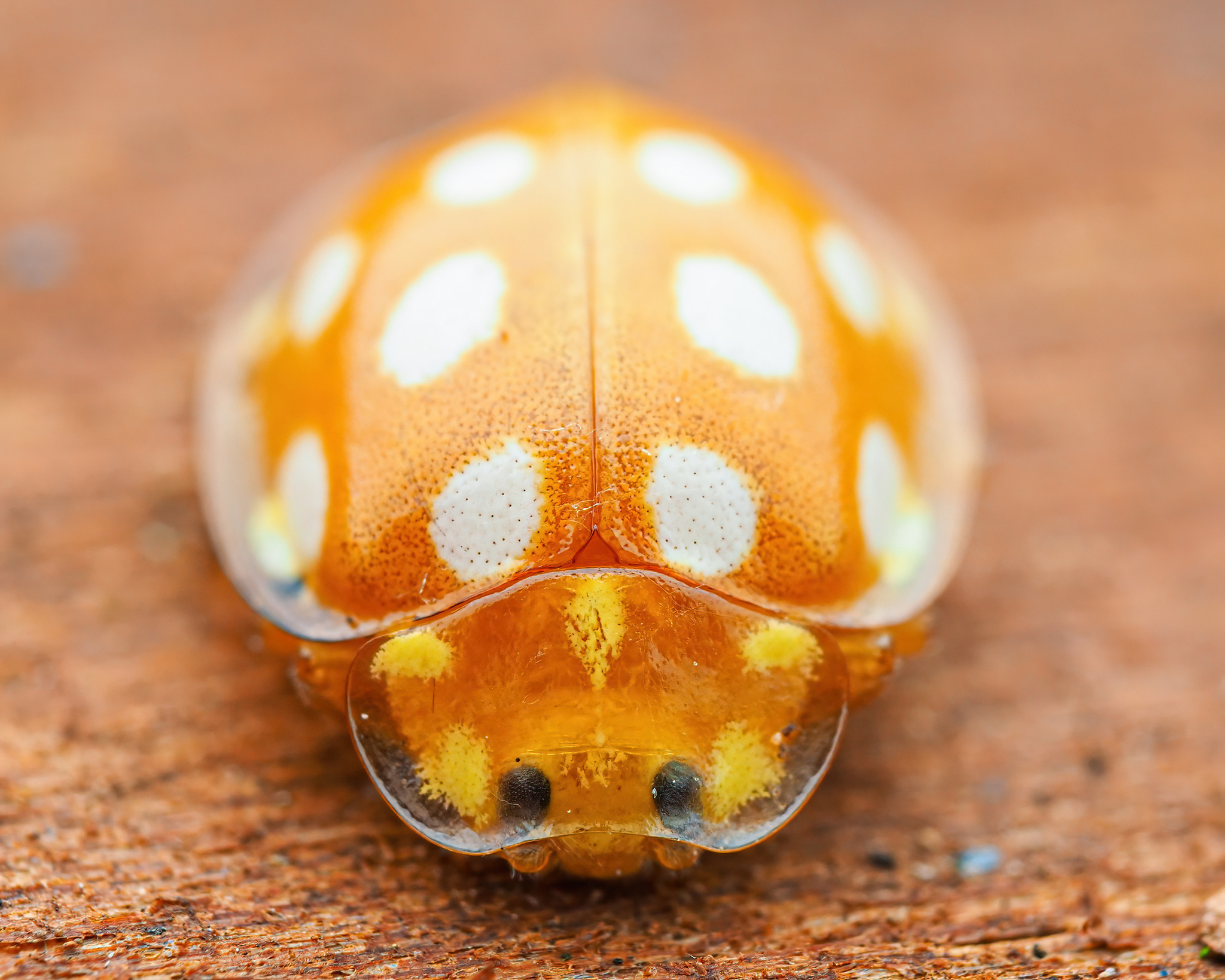 Orange Ladybird (Halyzia sedecimguttata) · iNaturalist