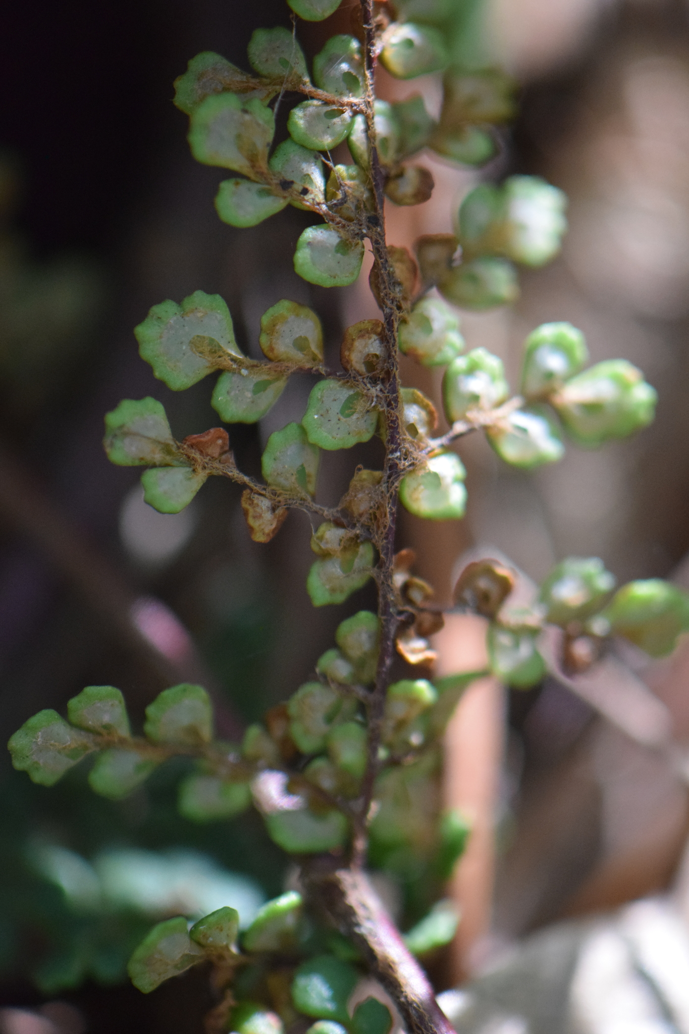 Myriopteris marsupianthes