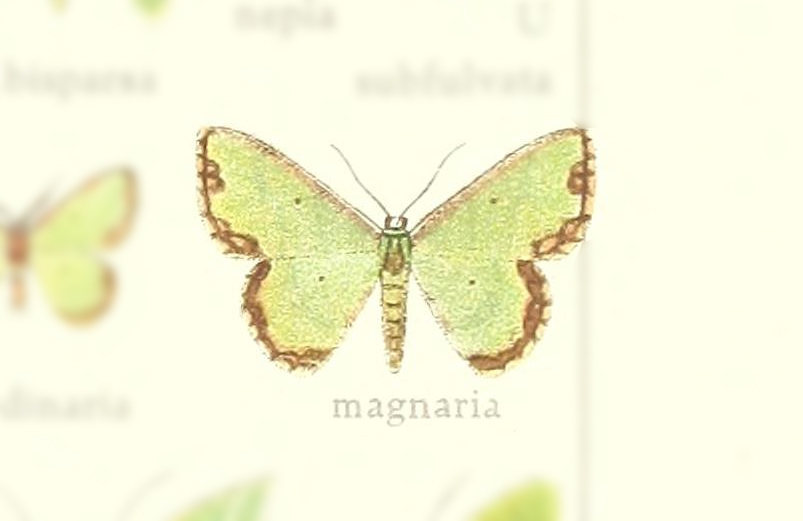 Synchlora magnaria