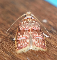 Lophopepla triselena