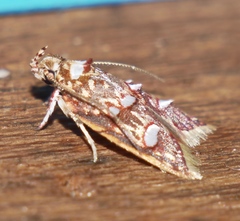 Lophopepla triselena