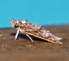 Lophopepla triselena