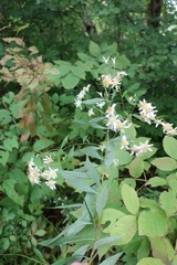 Symphyotrichum lanceolatum lanceolatum