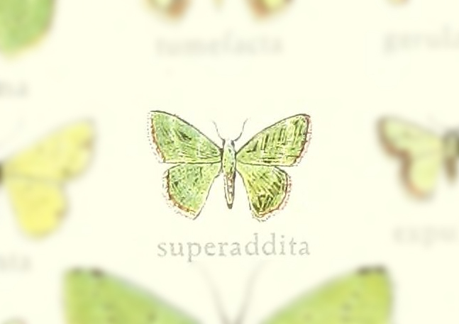 Synchlora superaddita