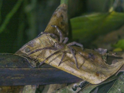 Amazonian Wandering Spider
