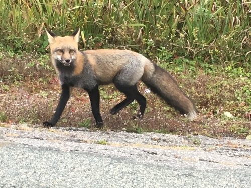 Nova Scotia Fox