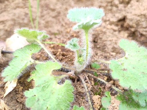 Saxifraga granulata image