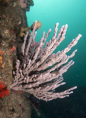 Callyspongia
