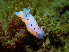 Goniobranchus loringi