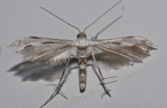 Pterophorini