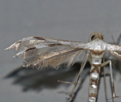 Pterophorini