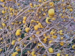 Solanum elaeagnifolium image