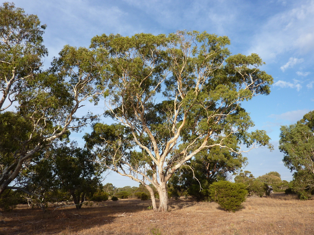 Eucalyptus × studleyensis