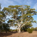 Eucalyptus × studleyensis - Photo (c) Dean Nicolle, some rights reserved (CC BY-NC), uploaded by Dean Nicolle