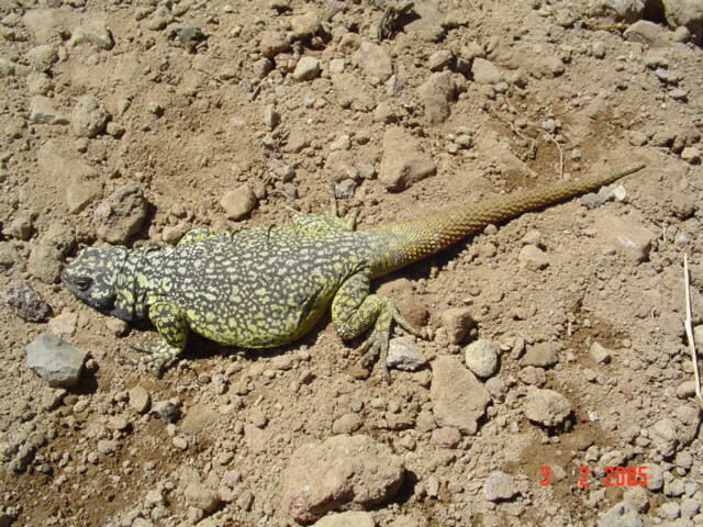 Maule Chuckwalla
