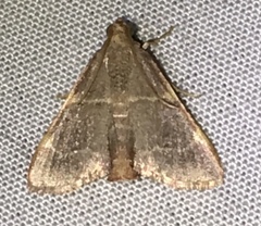 Hypsopygia binodulalis