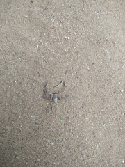 Araneae