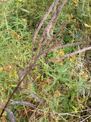 Verbena hastata