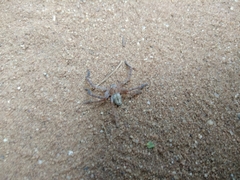 Araneae