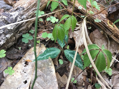 Image of Trillium lancifolium by (c) harrier, some rights reserved (CC BY)