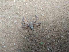 Araneae