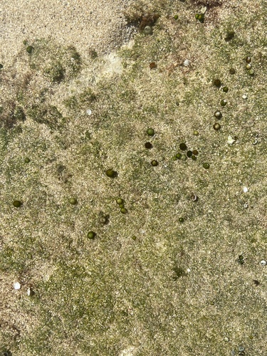 Bornetella sphaerica observed 2023-03-17