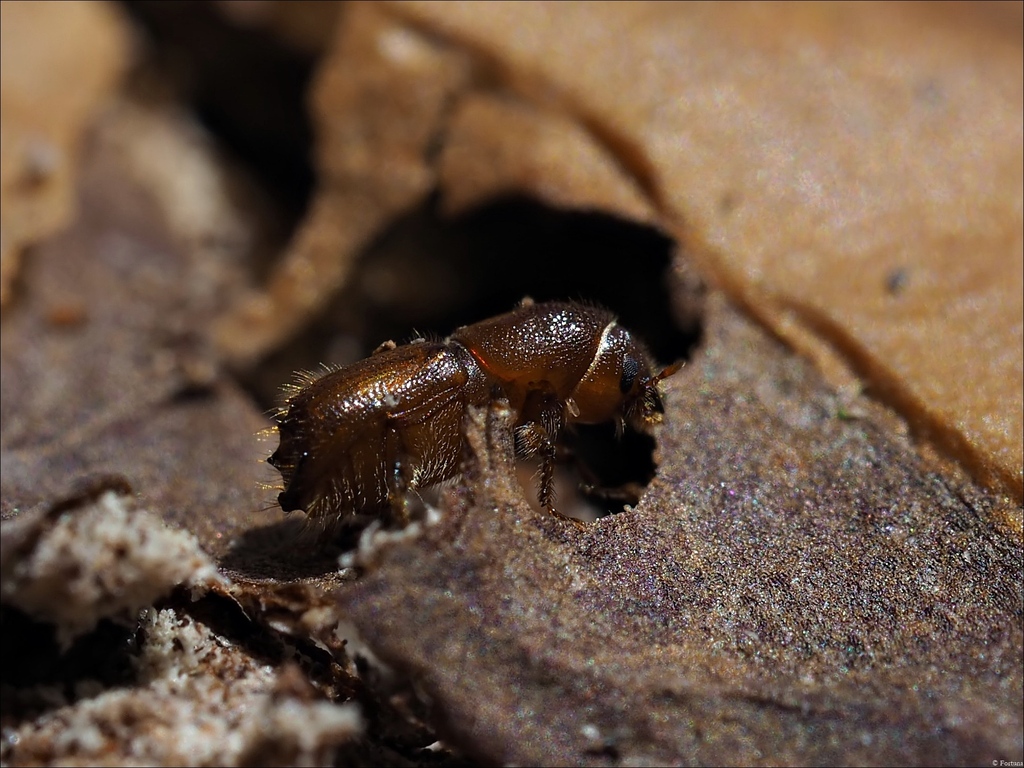 Sharp-Toothed Bark Beetle