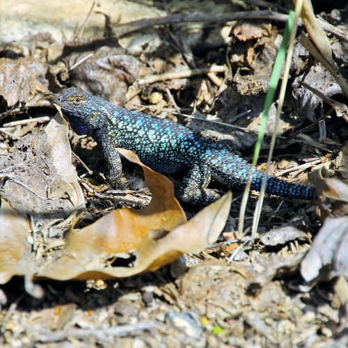 iNaturalist observation photo of Western Fence Lizard