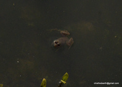 Euphlyctis cyanophlyctis