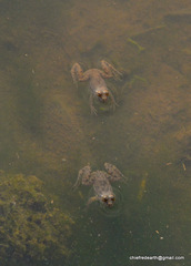 Euphlyctis cyanophlyctis