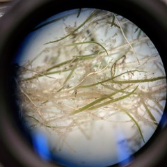 Utricularia resupinata