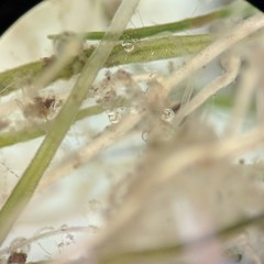 Utricularia resupinata