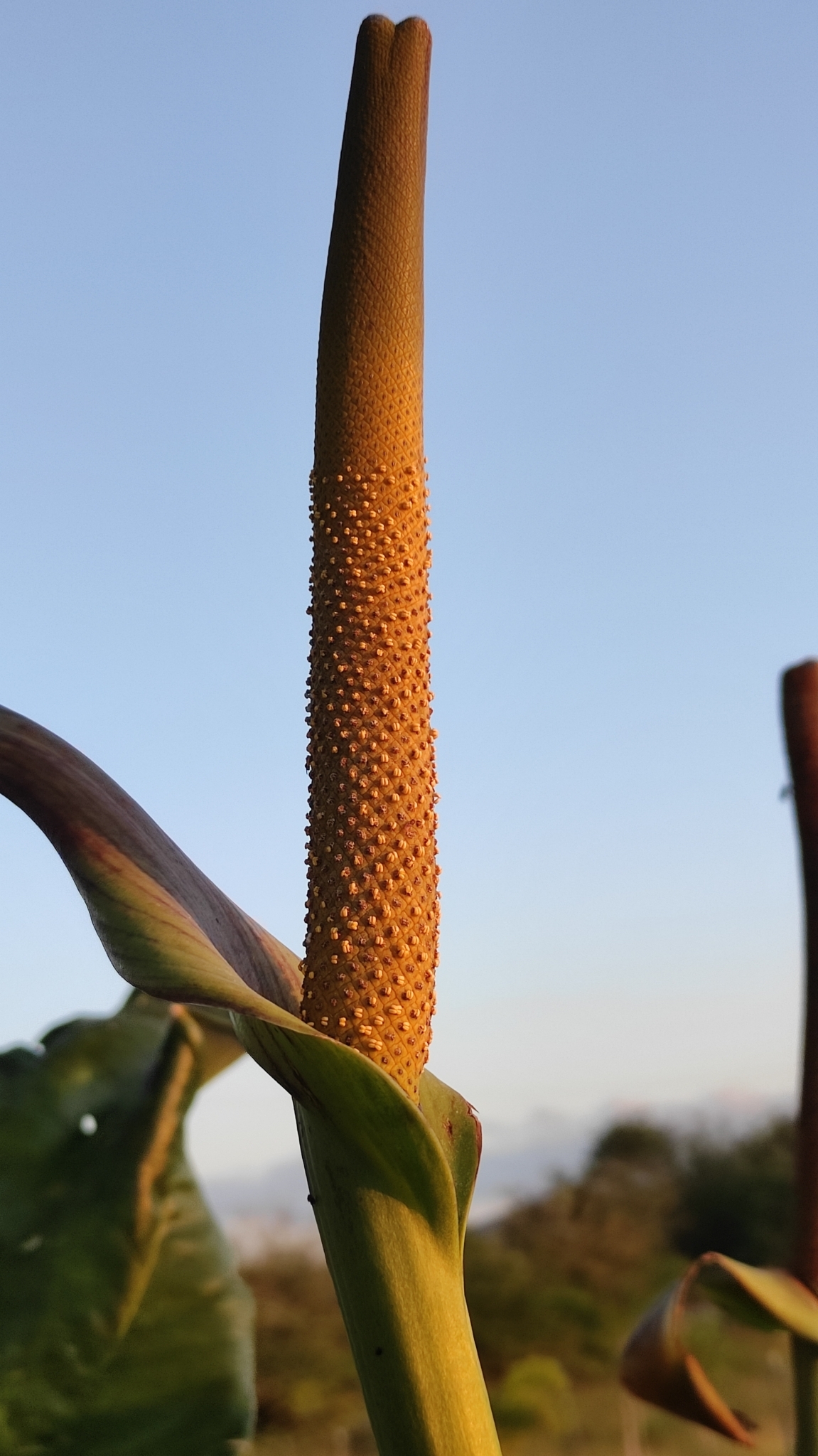 Anthurium affine