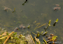 Euphlyctis cyanophlyctis