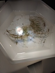 Utricularia resupinata