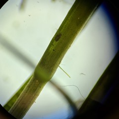 Potamogeton pusillus